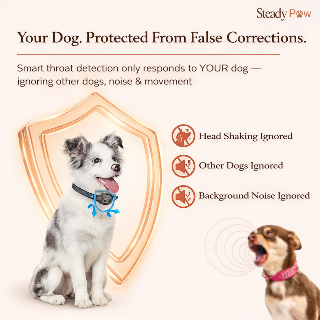 Steady Paw — The Collar That Brings Him Back