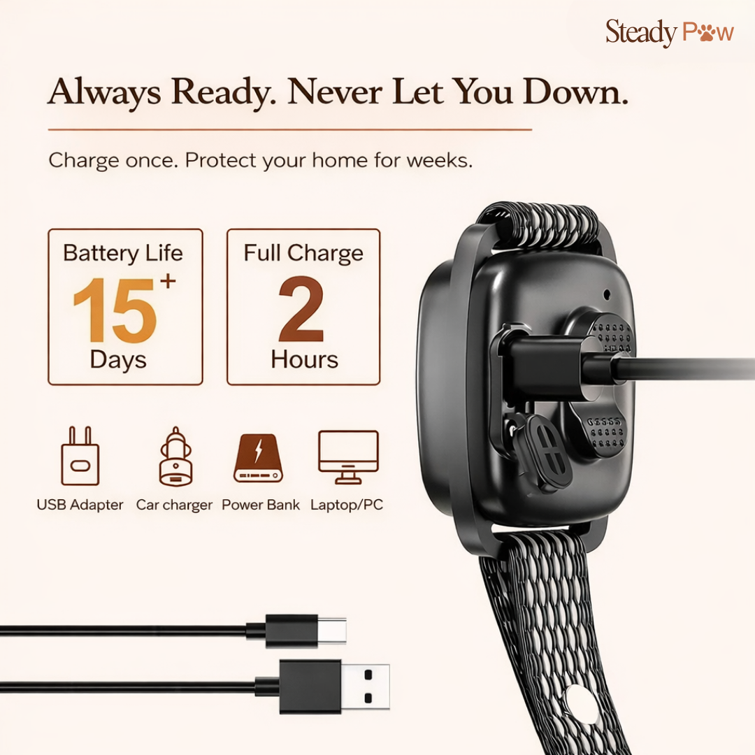 Steady Paw — The Collar That Brings Him Back